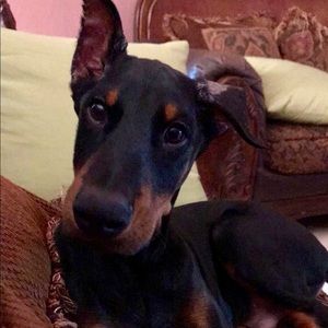 Meet your Posher, Elizabeth